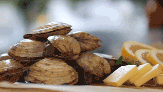 Steamer Clams