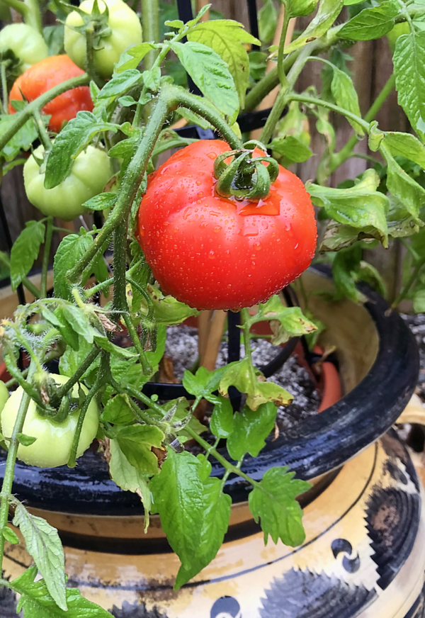 TomatoPlant01CB20 fmPRO scaled 1