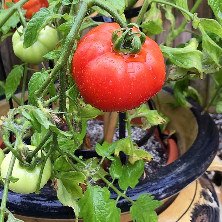 TomatoPlant01CB20 fmPRO scaled 1
