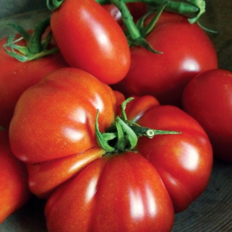 Tomatoes01CB16 fmPRO scaled 1